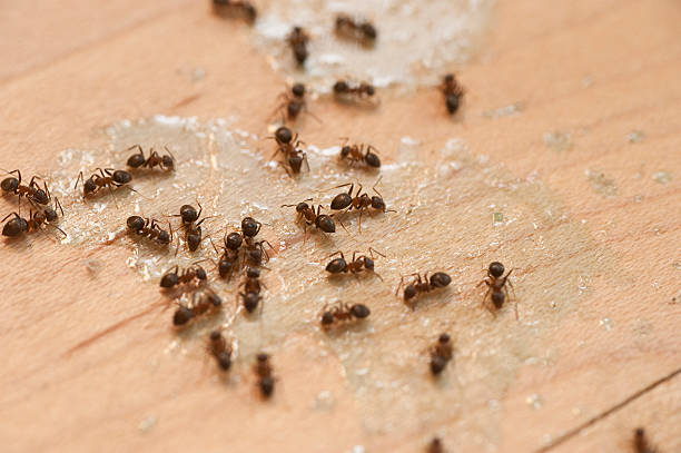  Linwood, PA Pest Control Pros